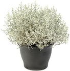 Stacheldraht für 1,59 € bei Thomas Philipps im Angebot Stacheldraht im aktuellen Thomas Philipps Prospekt