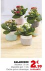 Kalanchoe en promo chez Super U Nancy à 2,99 €