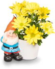 Aktuelle Chrysantheme Angebote bei Netto Marken-Discount in Frankfurt (Main) Aktuelles Chrysanthemen Angebot bei Netto Marken-Discount in Frankfurt (Main) ab 4,99 €
