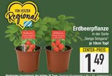 Erdbeerpflanze von  im aktuellen EDEKA Prospekt für 1,49 €