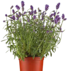 Lavendel im Pflanzen Kölle Prospekt Lavendel von im aktuellen Pflanzen Kölle Prospekt für 2,59 €