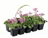 Frühlingsblüher im 10er-Tray im Lidl Prospekt Frühlingsblüher im 10er-Tray von im aktuellen Lidl Prospekt für 1,69 €