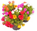 Portulakröschen Angebote bei REWE Greifswald für 1,49 €