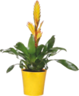 Bromelia - GARDENLINE à 5,49 € dans le catalogue Aldi