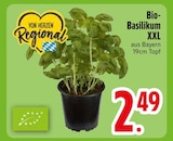 Bio-Basilikum XXL im Angebot bei EDEKA in Kempten Bio-Basilikum XXL Angebote bei EDEKA Kempten für 2,49 €