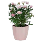 Rosen Sonderfarben-Mix von  im aktuellen OBI Prospekt für 3,99 €