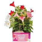 Promo Dipladénia ECLOZ à 12,99 € dans le catalogue Gamm vert à Saint-Jean-en-Royans