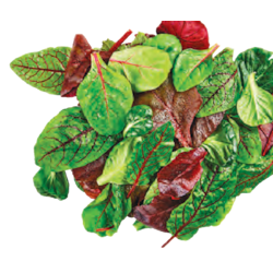 Deutscher Pflücksalat