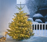 Nordmanntanne im aktuellen Prospekt bei toom Baumarkt in Süsel