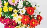 Chrysanthème "Sixtie" en promo chez Norma Thionville à 2,79 €