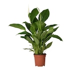 Carrefour Dunkerque - Promo Spathiphyllum Promo Spathiphyllum à 7,99 € dans le catalogue Carrefour à Dunkerque