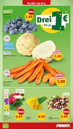 Tulpen Angebot im aktuellen Penny Prospekt auf Seite 5