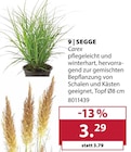 SEGGE im Angebot bei Dehner Garten-Center in Baden-Baden SEGGE Angebote bei Dehner Garten-Center Baden-Baden für 3,29 €