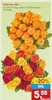 Edelrosen XXL bei Netto Marken-Discount im Werdohl Prospekt für 5,55 €