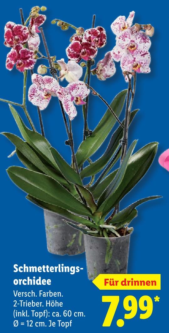 Schmetterlingsorchidee