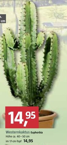 Westernkaktus Euphorbia bei BAUHAUS in Augsburg Westernkaktus Euphorbia im Angebot bei BAUHAUS Augsburg für 14,95 €