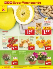 Pflanzen im Netto Marken-Discount Prospekt in Bergkamen Aktueller Netto Marken-Discount Prospekt mit Pflanzen, "Aktuelle Angebote", Seite 38