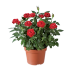 Rosier en pot en promo chez Lidl Rosier en pot dans le catalogue Lidl