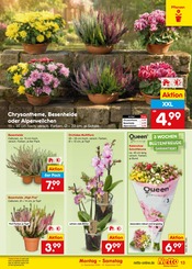 Pflanzen im Netto Marken-Discount Prospekt in Amberg Aktueller Netto Marken-Discount Prospekt mit Pflanzen, "Aktuelle Angebote", Seite 19