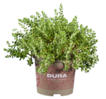 Sedum Duramix - Lidl à Saint-Nazaire Sedum Duramix en promo chez Lidl Saint-Nazaire à 2,79 €