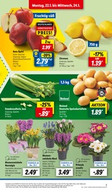 Blumenzwiebeln kaufen in Erlangen - günstige Angebote in Erlangen
