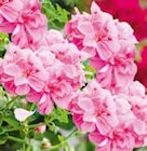 BayWa Bau- und Gartenmärkte - Geranien Angebot im Prospekt Geranien bei BayWa Bau- und Gartenmärkte im Prospekt "" für 3,29 €