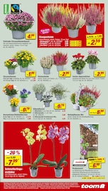 Aktueller toom Baumarkt Prospekt mit Orchidee, "Respekt, wer's selber macht.", Seite 5