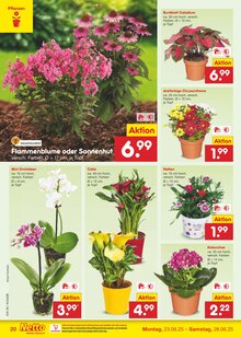 Chrysantheme im aktuellen Netto Marken-Discount Prospekt (Nürnberg) Chrysantheme im Netto Marken-Discount Prospekt "Aktuelle Angebote" mit 59 Seiten (Nürnberg)