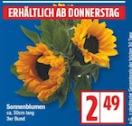 Sonnenblumen für 2,49 € bei EDEKA im Angebot Sonnenblumen im aktuellen EDEKA Prospekt