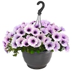 Ampelpflanzen bei Hagebaumarkt im Barchfeld Prospekt für 9,99 €