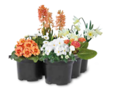 Beetpflanzen von Kölle's Beste im aktuellen Pflanzen Kölle Prospekt