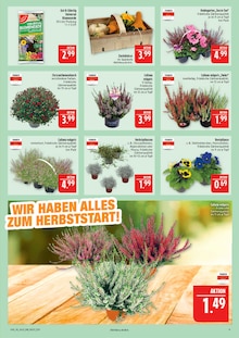Gartenerde im Marktkauf Prospekt "AUSWAHL RIESIG, PREISE NIEDRIG" mit 44 Seiten (Erlangen)