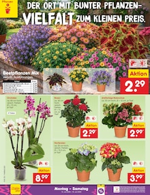 Stauden Angebot im Netto Marken-Discount Prospekt, gültig von 16.07.2026 bis 18.07.2026 Stauden Angebot im aktuellen Netto Marken-Discount Prospekt auf Seite 59