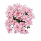 Chrysanthemen Angebote bei Lidl Duisburg für 2,49 €