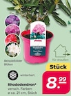 Rhododendron bei Netto mit dem Scottie im Munster Prospekt für 8,99 €