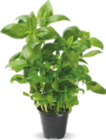 Aldi Loison-sous-Lens - Promo Herbes aromatiques bio Promo Herbes aromatiques bio à 1,29 € dans le catalogue Aldi à Loison-sous-Lens