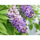 Promo Glycine "Amethyst Falls" à 20,99 € dans le catalogue Carrefour à Évreux