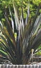 Hyper U Sucé-sur-Erdre - Promo Phormium ou Cordyline Promo Phormium ou Cordyline à 19,90 € dans le catalogue Hyper U à Sucé-sur-Erdre