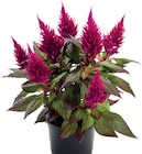 CELOSIA im Angebot bei Wreesmann in Cuxhaven CELOSIA Angebote bei Wreesmann Cuxhaven für 1,59 €