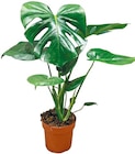 Monstera Deliciosa im Netto mit dem Scottie Prospekt zum Preis von 3,99 €