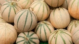 Melons à Norma dans Jaillon Melons à Norma dans Jaillon