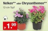 Nelken im Angebot bei Zimmermann in Oldenburg Nelken Angebote bei Zimmermann Oldenburg für 1,99 €