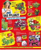 Hortensie im Repo Prospekt in Greifswald Aktueller Repo Prospekt mit Hortensie, "Aktuelle Angebote", Seite 2