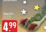Amaryllis mit Grün bei EDEKA im Anröchte Prospekt für 4,99 €