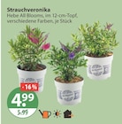 Baum im V-Markt Prospekt Strauchveronika von Hebe All Blooms im aktuellen V-Markt Prospekt für 4,99 €