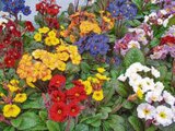 Schlüsselblume Angebot in Sinzing Schlüsselblume im aktuellen Prospekt bei V-Markt in Sinzing