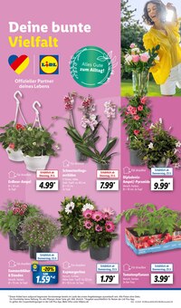 Kübelpflanzen im Lidl Prospekt "LIDL LOHNT SICH" mit 59 Seiten (Bonn)