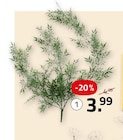 ROLLER Angersdorf - Bambusstrauch Angebot im Prospekt Bambusstrauch bei ROLLER im Angersdorf Prospekt für 3,99 €