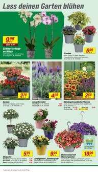 Blumen im toom Baumarkt Prospekt "Respekt, wer's selber macht." mit 26 Seiten (Magdeburg)
