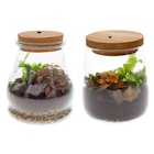 Terrarium LED 2 plantes en promo chez Carrefour Bordeaux à 10,99 €